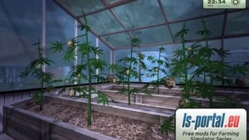 Greenhouse with hemp