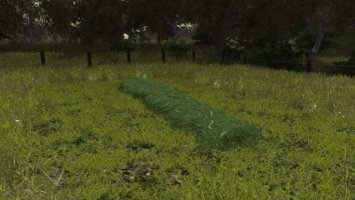 Grass texture