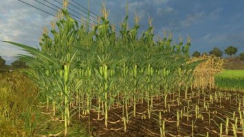 Real Maize Texture HD ls2013