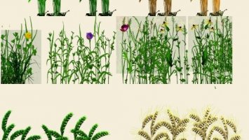 Tekstura pszenicy, jęczmienia i trawy