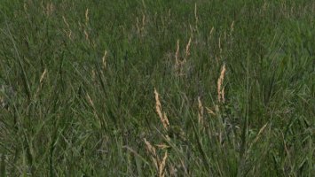 Grass Texture LS15