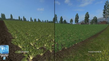 Forgotten Plants - Sugerbeet / Potatoes FS17