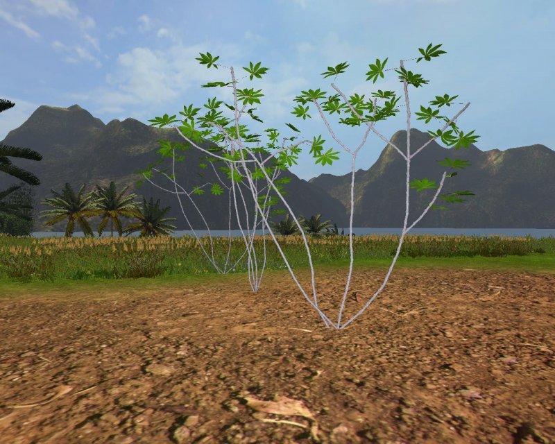 MANDIOCA / MANIOC FS17