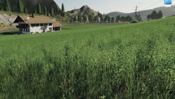 Forgotten Plants - Oat FS19