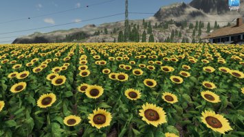 Forgotten Plants - Sunflower/Canola FS19