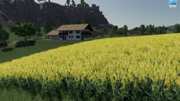 Forgotten Plants - Sunflower/Canola FS19