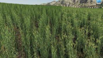 Forgotten Plants - Wheat / Barley v1.1 FS19