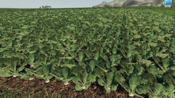 Forgotten Plants - Potato / Sugarbeet / Oilseed Radish FS19