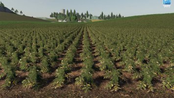 Forgotten Plants - Potato / Sugarbeet / Oilseed Radish FS19