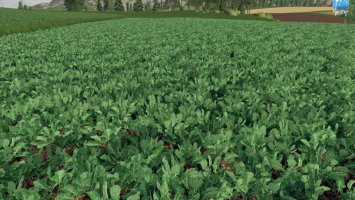 Forgotten Plants - Potato / Sugarbeet / Oilseed Radish FS19