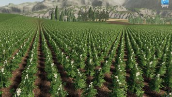 Forgotten Plants - Potato / Sugarbeet / Oilseed Radish FS19