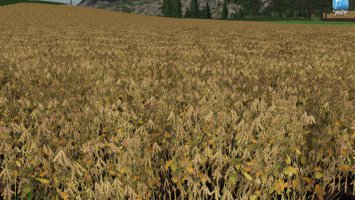 Forgotten Plants - Soybean FS19