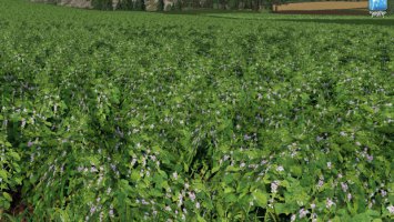 Forgotten Plants - Soybean FS19