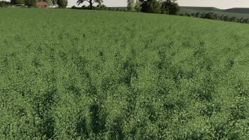 Realistic Cereal and Canola Crop Densities FS19