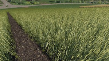 Realistic Cereal and Canola Crop Densities FS19