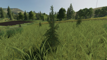 Pflanzbare Fichten fs19