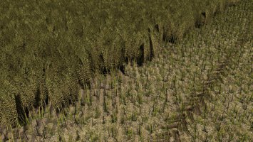 Canola texture FS19