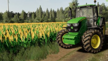 Tekstura Łubinu słodkiego (żółtego) fs19