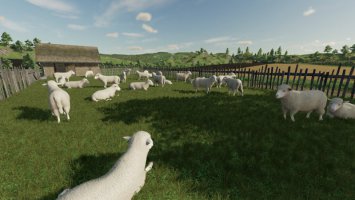 Schafe Kleine Scheune