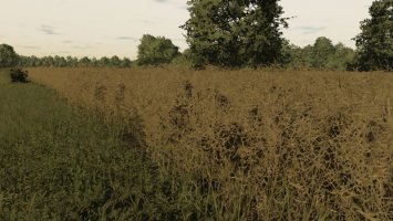 tekstura rzepaku FS22