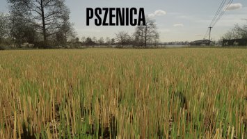 Tekstura Ścierniska (Pszenica/Jęczmień) FS22