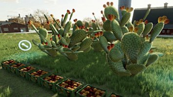 Prickly Pear Cactus fs22