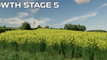 FS22 OSR/Canola Crop Textures FS22