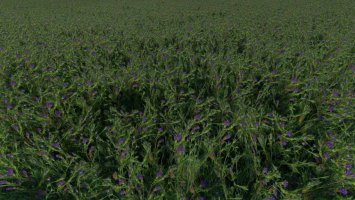 Clover and Alfalfa Texture v1.0.0.1 FS22