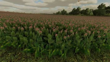 Clover and Alfalfa Texture v1.0.0.1 FS22