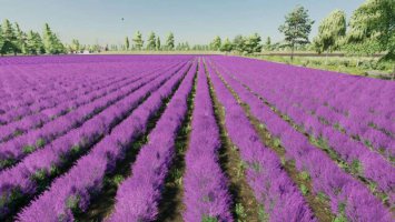 Lavender in Rows (Prefab) v1.0.0.1 FS22