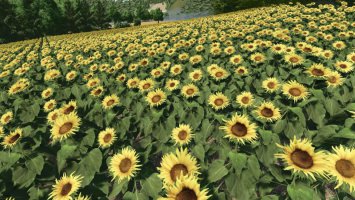 Sunflower Texture FS25