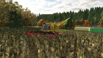 Sunflower Texture FS25