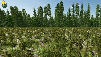 Blühende Zwischenfrucht (Prefab) FS25
