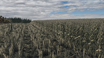 Corn Texture New Gen V2 fs25